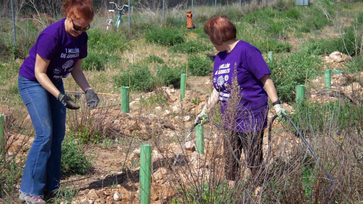 1 millón de árboles por el cambio climático se prepara para realizar nuevas plantaciones