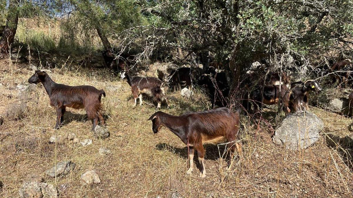 El Ayuntamiento incrementa sus medidas para  prevenir incendios forestales con esta nueva medida 