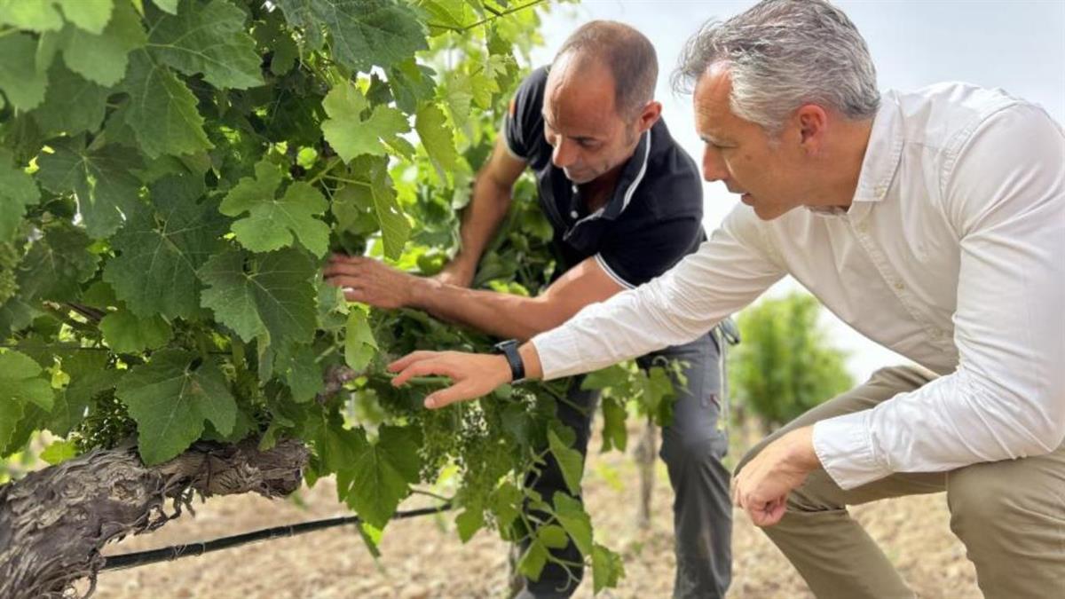 El consejero Novillo ha visitado una explotación de viñedos de la Cooperativa Vinícola de Arganda